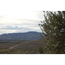 Huile d'olive de Sicile