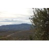 Sicilian olive oil