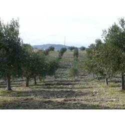 Olio d'oliva di Sicilia