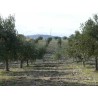 Sicilian olive oil