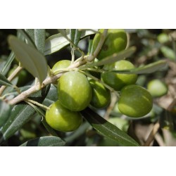 Huile d'olive de Sicile