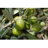 Olio d'oliva di Sicilia