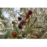 Olio d'oliva di Sicilia