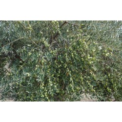 Huile d'olive de Sicile