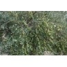Sicilian olive oil