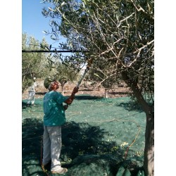 Olio d'oliva di Sicilia