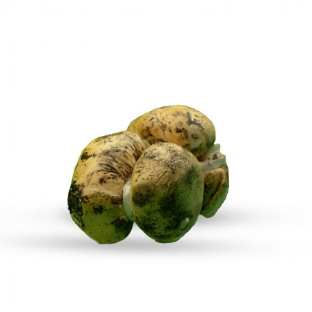 Scamorza nature et fumée