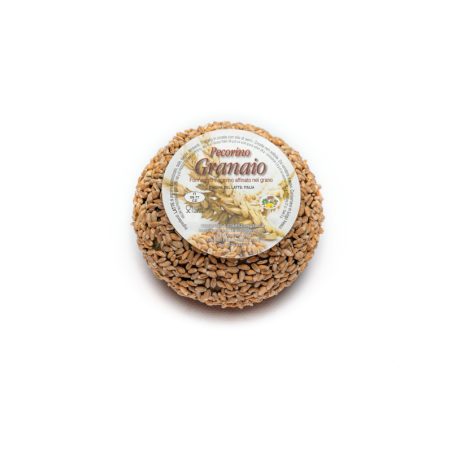 Pecorino Granaio cucciolo