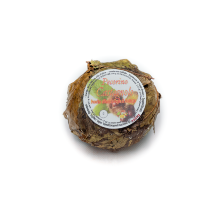 Pecorino Castagnolo cucciolo